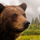 Un oso Grizzli en Alaska. Foto: Princess Lodges / Flickr, bajo licencia Creative Commons.